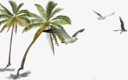 海边风景棕榈树飞翔的海鸥素材
