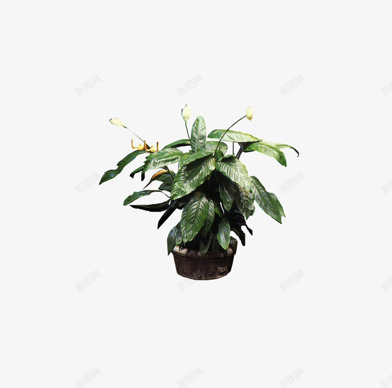 地盘盆栽png免抠素材_88icon https://88icon.com 植物 盆景 盆栽