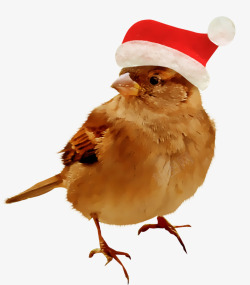 麻雀带圣诞帽子的麻雀素材