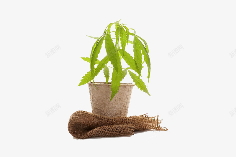 大麻盆栽png免抠素材_88icon https://88icon.com 医疗药品 大麻叶 实物 治疗 纺织品 药物 药草