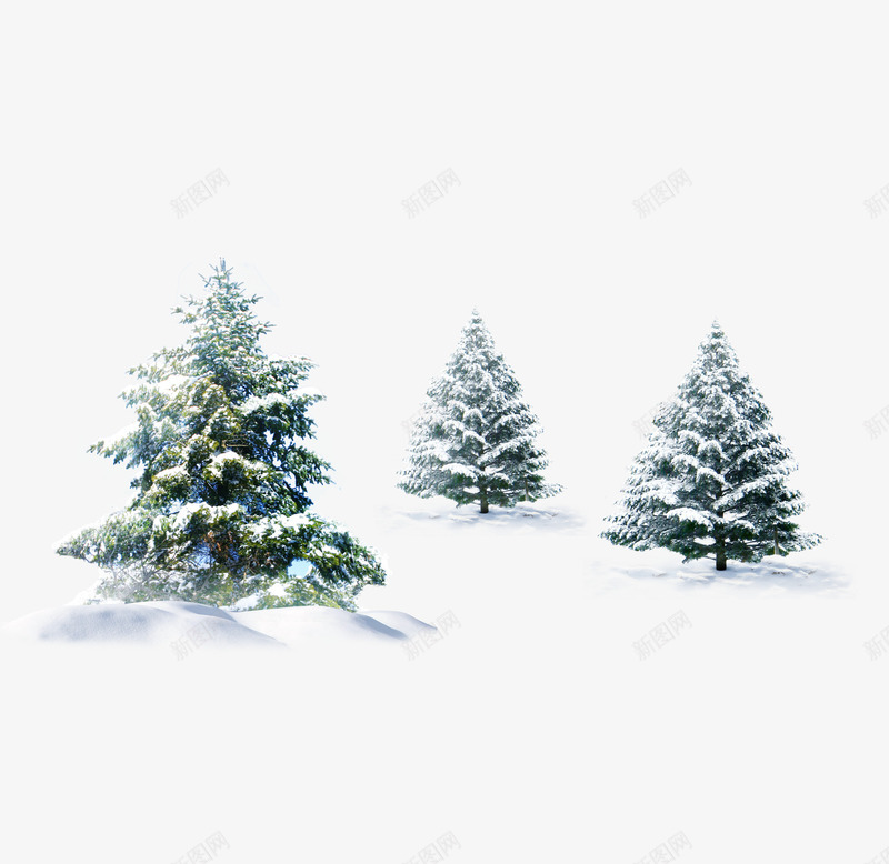 雪地里的松树png免抠素材_88icon https://88icon.com 冬 冬季 圣诞树 松树 雪地 雪花