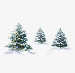 雪地松树雪地里的松树高清图片