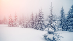 冬季阳光雪地树林素材