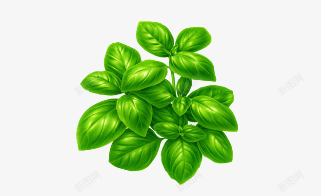 薄荷叶子png免抠素材_88icon https://88icon.com 叶子 植物 清凉 绿色