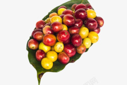 红绿色一堆成熟的咖啡果实物素材