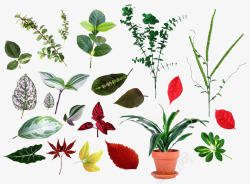 绿色植物组图素材