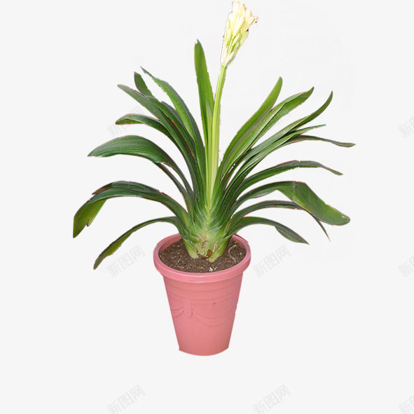 绿色植物png免抠素材_88icon https://88icon.com 景观花盆 盆栽 绿化装饰 绿色植物