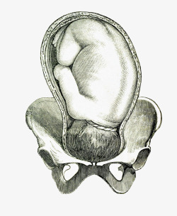 手绘胚胎里的婴儿素材