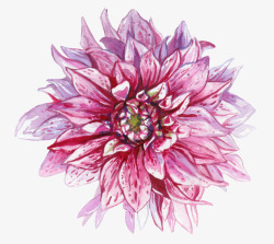 手绘紫色花朵地瓜花素材