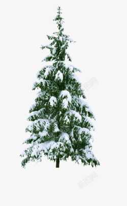 白色松树带雪松树素材