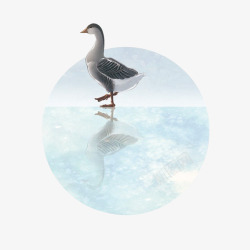 白色鸭子冬至小鸭高清图片