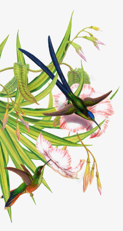 彩绘花鸟植物图案素材