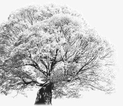 茂密冬日雪景大树素材