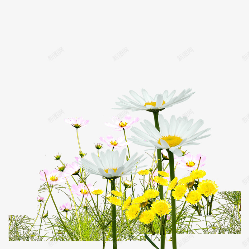 漂亮的小花png免抠素材_88icon https://88icon.com 清新 花草 雏菊 鲜花