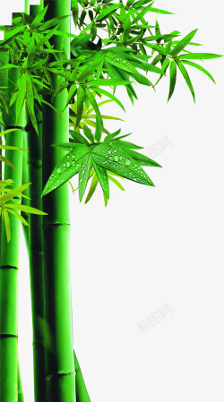 绿色清新竹叶风光端午素材