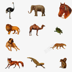 各种动物合集素材