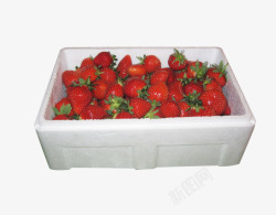一箱红草莓采摘素材