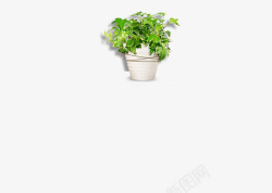 白色花盆植物盆栽办公室植物素材