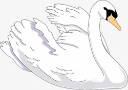白色鹅张开翅膀的大鹅高清图片