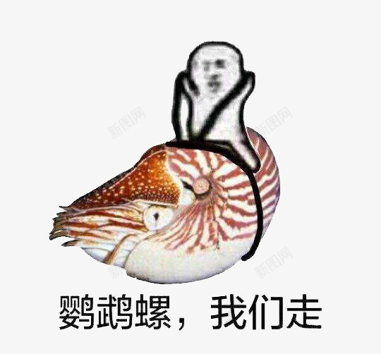 皮皮虾我们走鹦鹉螺png免抠素材_88icon https://88icon.com 搞笑 皮皮虾我们走 表情包 鹦鹉螺