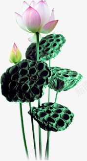 荷花苞png免抠素材_88icon https://88icon.com 半开荷花 含苞待放的荷花 植物 花朵 荷叶 荷花