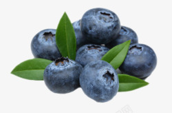 一堆蓝莓实物一堆带叶子的野生蓝莓高清图片