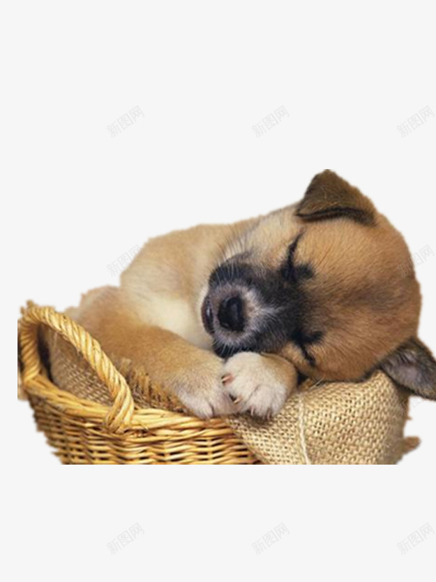 睡觉的小狗png免抠素材_88icon https://88icon.com 产品实物 好看的小狗 安静的小狗 漂亮的小狗