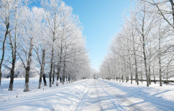雪景森林摄影森林冬季的雪景高清图片