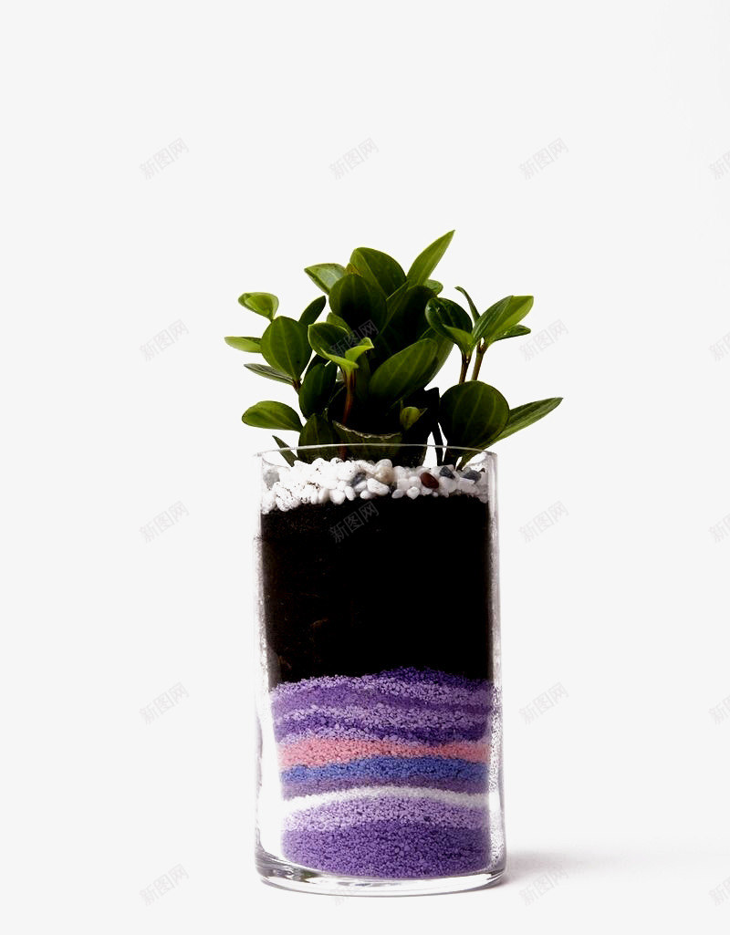 绿叶子植物和彩色沙子png免抠素材_88icon https://88icon.com 彩砂 植物 植物叶子 盆栽 装饰