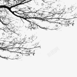 文化树黑色树的剪影高清图片