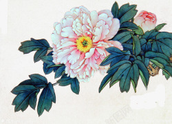 菊花工笔画素材
