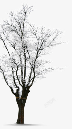 树枝冬季雪景素材