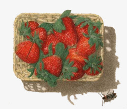 手绘水彩绘画一篮草莓素材
