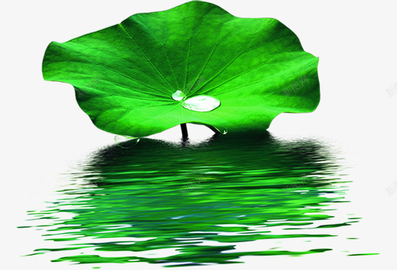 绿色河水莲花水珠png免抠素材_88icon https://88icon.com 水珠 河水 绿色 莲花