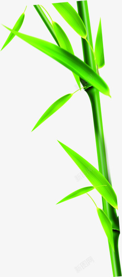 绿色竹叶叶子端午节素材