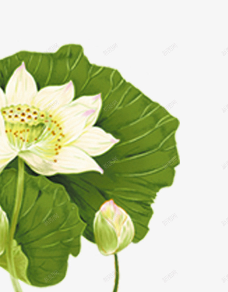 绿色荷叶白莲花装饰图案png免抠素材_88icon https://88icon.com 免抠PNG 白莲花 绿色 荷叶 荷花 装饰图案