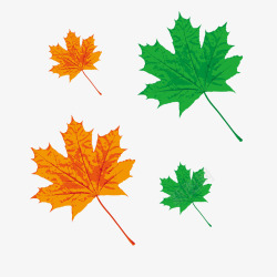 四片橙绿色扁平化唯美枫树叶子矢矢量图素材
