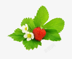 草莓叶子素材