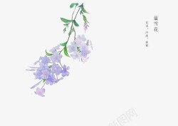 蓝雪花手绘花卉高清图片