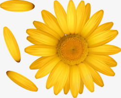 黄色菊花海报背景素材