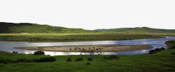 湿地景观四川红原的牦牛高清图片