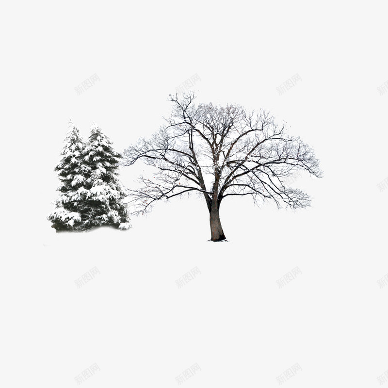 树png免抠素材_88icon https://88icon.com 松 树 雪松