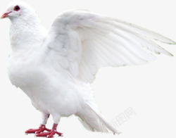 白色羽毛鸽子动物素材