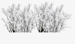 冬季雪覆盖树木景观素材