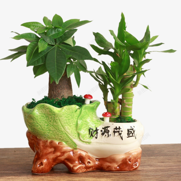 节节高盆栽png免抠素材_88icon https://88icon.com 植物 竹子 绿色 节节高