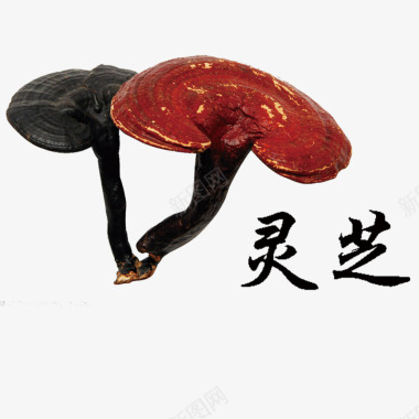 中国草药灵芝图标图标