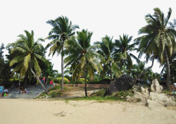 在海边的椰树乘凉素材