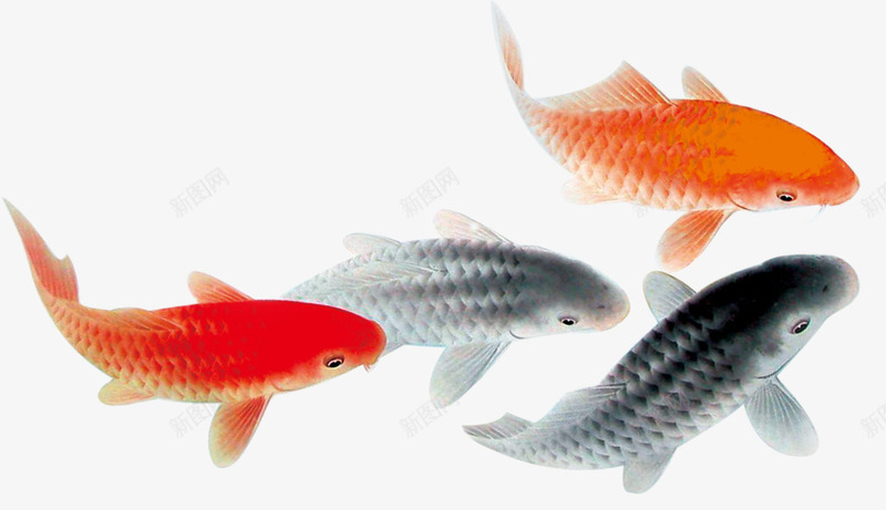 四条金鱼png免抠素材_88icon https://88icon.com 中国风 古风 好运锦鲤 红鲤 观赏鱼 金鱼 锦鲤 黑鱼