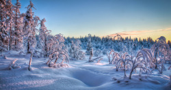 环境渲染效果森林雪景场景素材