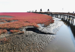 盘锦红海滩红海滩美景高清图片